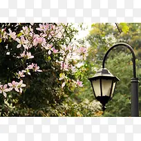 粉色花树下的街灯海报背景