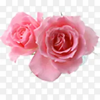 粉色鲜花玫瑰花朵表白情人节