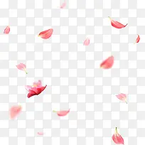 飞舞粉色花瓣花朵