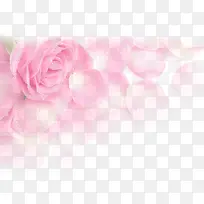 水珠粉色唯美花瓣花朵