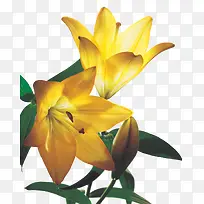 植物效果女装海报黄色植物花朵