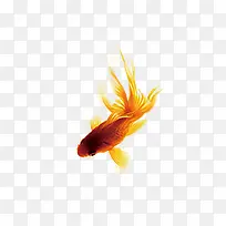 红色金鱼深红色金鱼
