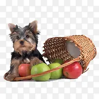 水果篮和狗狗
