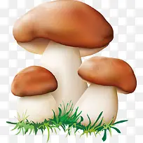 蘑菇