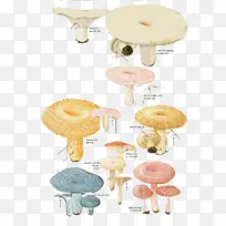 卡通菌类蘑菇
