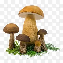 野外蘑菇菌类新鲜