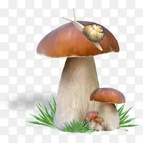 蜗牛爬上野生蘑菇