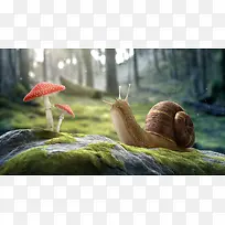 蜗牛与蘑菇高清壁纸