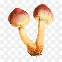 黄色香菇