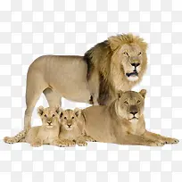 狮子家庭素材
