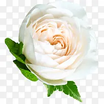 白色大花朵实物