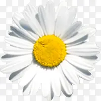 白色分层设计花朵