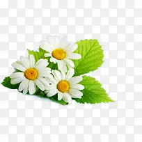 绿叶白色花朵植物