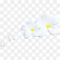 白色花瓣花朵七夕