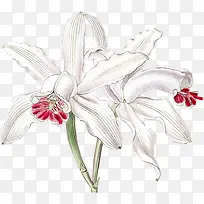 白色花朵手绘