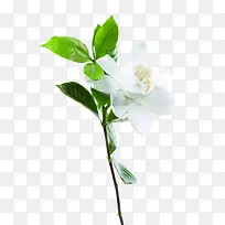 绿叶白色唯美花朵
