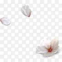 白色花朵设计装饰
