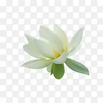 一朵白色花朵装饰