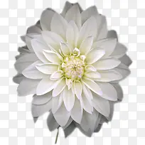 白色高清花朵药物装饰