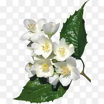 白色花朵可爱高清