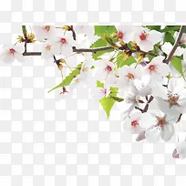 粉白色花朵树枝装饰
