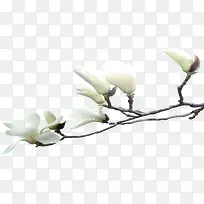 白色高清风景花朵树枝