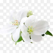 白色唯美春天花朵美景装饰清新