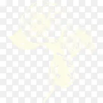 白色茶花