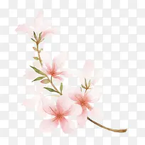 白色 粉红 花朵png素材