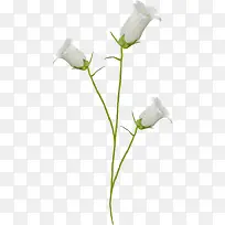 长筒白色花朵植物