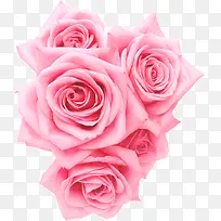 五朵粉色玫瑰花