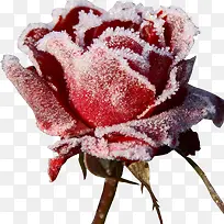 美丽冬天雪花玫瑰