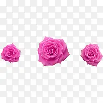 粉色玫瑰花壁纸设计
