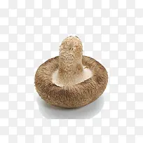 倒立的菌菇