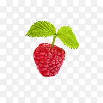 一颗新鲜树莓