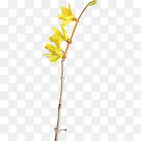 黄色枝头花朵