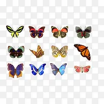 各种彩色蝴蝶合集