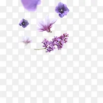 紫色花图