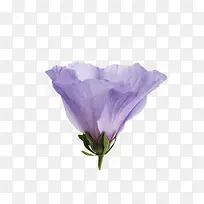 紫色木槿花卉