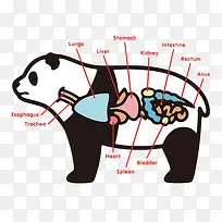 卡通熊猫器官