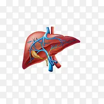 肝脏人体器官血管矢量图