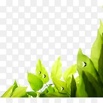绿色树叶露珠设计清新