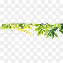 绿色清新植物树叶嫩绿