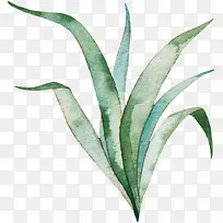 彩绘植物