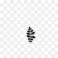 绘画植物 叶子 黑白