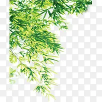 绿色清新竹叶树枝