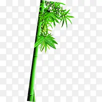 绿色竹子竹叶精神