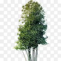 高清创意绿色竹子