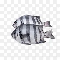两条黑白纹活鱼