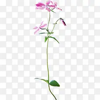 植物花草素材ps花卉素材